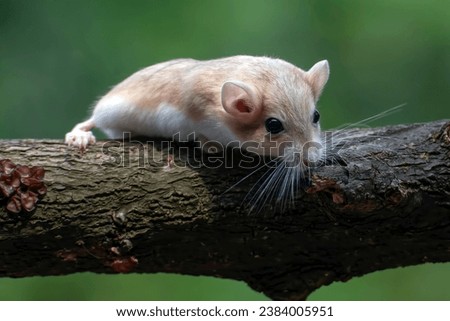 Fat tail gerbil on a tree 