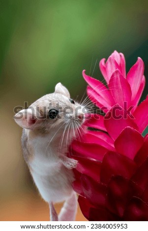Fat tail gerbil on a flower