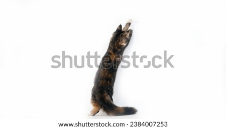 Brown Tortie Blotched Tabby and White Maine Coon Domestic Cat, Female playing against White Background, Normandy in France