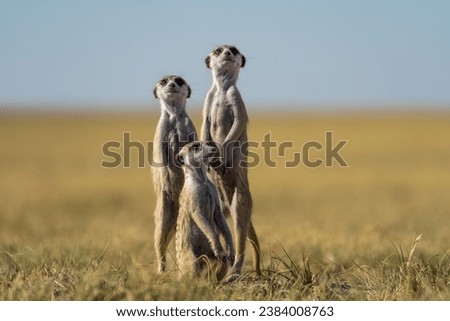 Close-up of a group of meerkats standing in front of a blue sky, taken in Makgadikgadi Pans National Park in Botswana, Africa