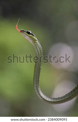 The bronzeback tree snake(Dendrelaphis formosus) on tree branch