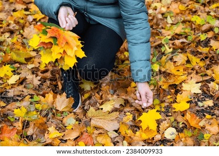 girl in the park collects a herbarium from autumn leaves. walk through the autumn park Royalty-Free Stock Photo #2384009933