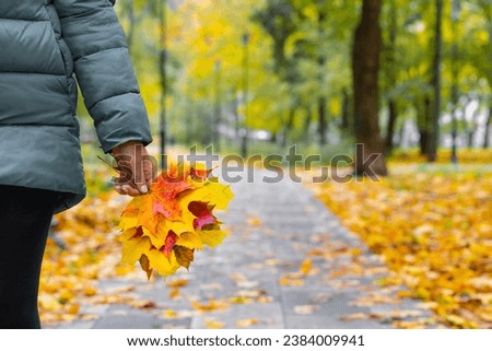 a girl walks through the park with a herbarium of autumn leaves. herbarium of autumn leaves.  Royalty-Free Stock Photo #2384009941