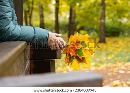 girl holding a herbarium of autumn leaves collected in the park. herbarium of autumn leaves.  Royalty-Free Stock Photo #2384009943