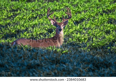 a good size buck standing in the fields taking note that I am taking pictures