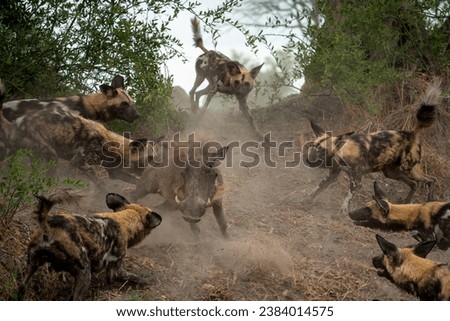 A warthog is attacked and surrounded by a pack of aggressive wild dogs, photographed in Botswana, Africa Royalty-Free Stock Photo #2384014575