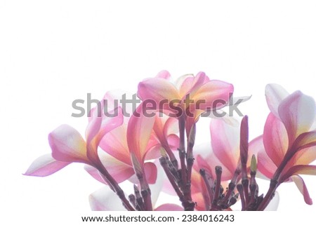 abstrack background of flowers. Red frangipani flower.