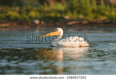 Photo of a Majestic White Pelican Gliding Gracefully on the Water's Surface