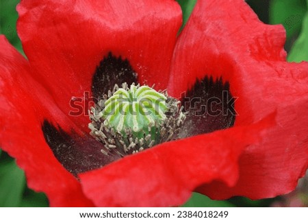 Close up of a blooming Poppy Flower

