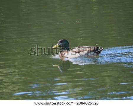 Mallard duck swimming in a pond or lake