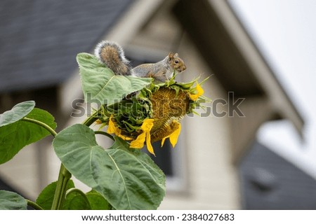 Squirrel eating ripe sunflowers on a mature sunflower in late summer