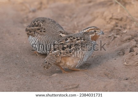 Two jungle bush quails - Perdicula asiatica on ground. Photo from Ranthambore National Park, Rajasthan, India.