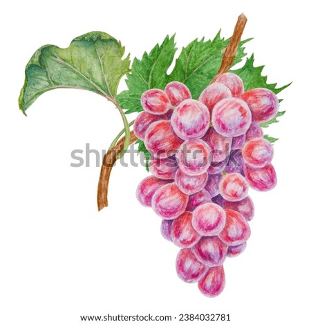 A bunch of dark grapes. Watercolor hand drawn botanical illustration. Ingredient in wine, vinegar, juice, cosmetics. Clip art for menus of restaurants, cafes, packaging of farm goods, vegan products