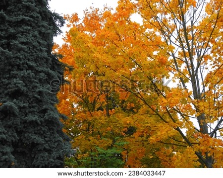 view many yellow leafes on a maple tree on autumn in döbeln