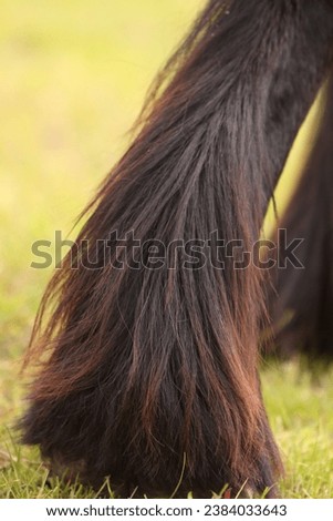 Friesian horse feathers on legs Royalty-Free Stock Photo #2384033643