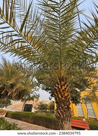 A palm tree picture captures nature's tropical elegance in a single frame. Its slender trunk rises gracefully, crowned with a lush canopy of emerald fronds. 