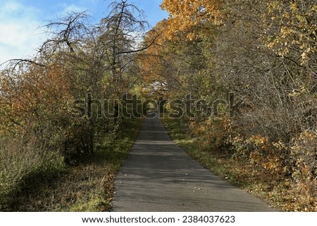 autumn season - path and colorful leaves