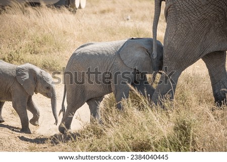 Portrait of a baby african elephant (loxodonta africana) walking through the great savanna of Serengeti National Park, Tanzania