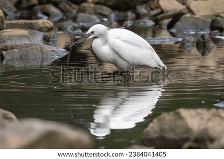 Little egret - Egretta garzetta wading in water with reflection in shady rocky place. Photo from Ranthambore National Park, Rajasthan, India.