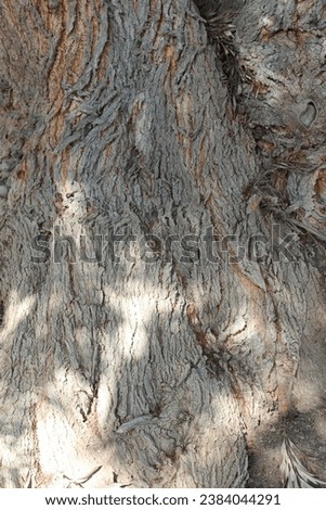the bark of a tree, the outer layer of a tree