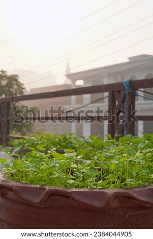 Green coriander sprouts in a pot on the balcony. Herbs, greens, vegetable garden grow in pots on the terrace.