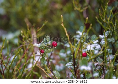 ripe red cranberries on the forest floor at a cold frosty autumn day with fresh snow