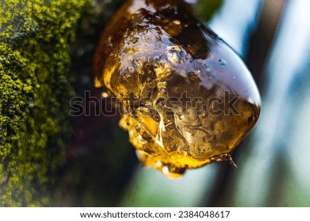 This is a plum tree resin in the autumn . The photo is taken closeup with Extension Tube . The colour of the resin is Brown and yellow and is translucide. The tree is green because there is tree bark Royalty-Free Stock Photo #2384048617