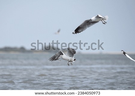 portraits of the herring gull