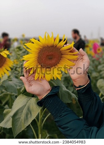female hands touching flower,picture of yollow sunflower 