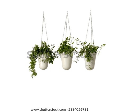 flowers set on white background. Design element. Springtime concept. Top view, flat lay.