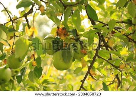 Granny Smith apples growing in tree Royalty-Free Stock Photo #2384058723