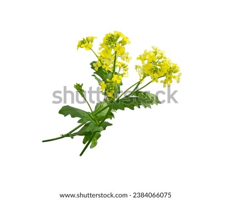 Mustard plant flowering isolated on white background. Wild mustard flowers. Royalty-Free Stock Photo #2384066075