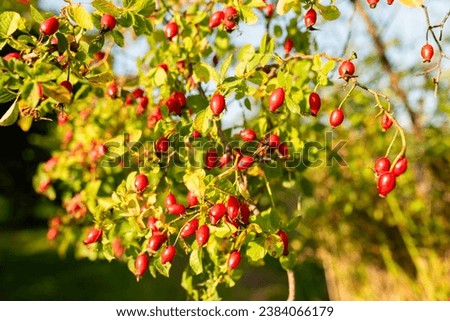 chokeberry fruits on a green background Royalty-Free Stock Photo #2384066179