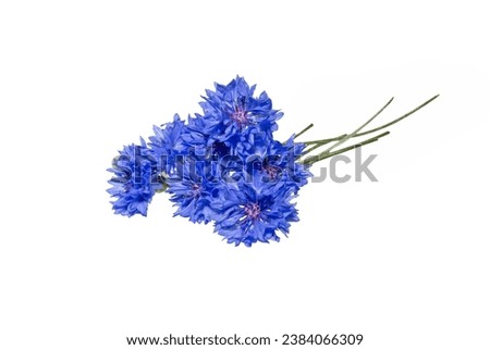 Close up of bouquet blue cornflower flower isolated on white background.  Blue Cornflower Herb or bachelor button flower. Macro picture of cornflowers.