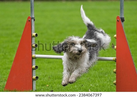 Dog jumps, petit basset griffon vendeen, a french hunting breed, jumps over an obstacle, this is a horizontal picture withe strong colours. Royalty-Free Stock Photo #2384067397