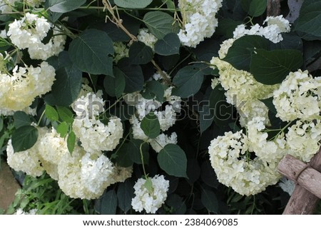 A cross-section photograph of Hydrangea Macrophylla Gardenia jasminoides plant with gorgeous a lot of white ball-shaped flowers green leaves. in village house. plant macro background nature photo