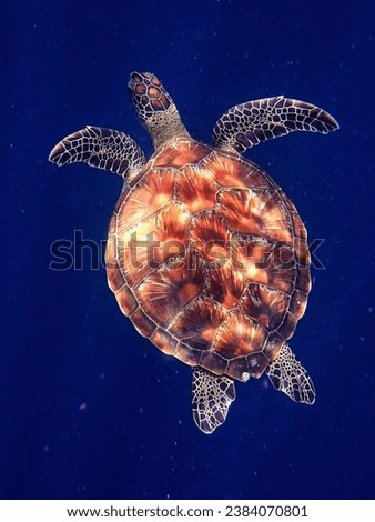 Green sea turtle on blue background