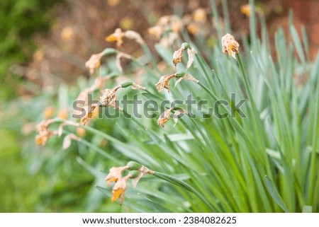Daffodil deadheads in an English flowerbed in spring, UK. English garden Royalty-Free Stock Photo #2384082625