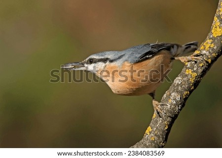 The extraordinary Eurasian nuthatch, Sitta europaea, perching on a branch of an wallnut tree covered with lichens on a beautiful spring day in search of food . Extraordinary birds of Europe.