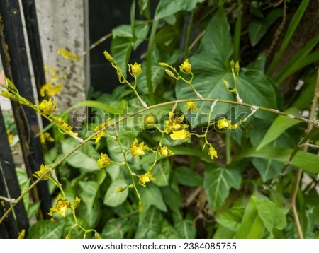 Photo with a picture of the yellow congkok orchid plant or Spathoglottis affinis, a species of orchid attached to a tree
