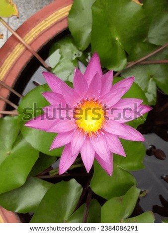 Just a Pink lotus picture. 