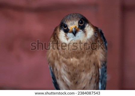 The Red-Footed Falcon (Falco vespertinus).