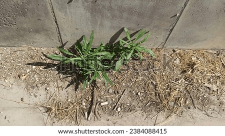 the ability of a skinny plant to pierce the asphalt, a small plant growing between paving stones, the struggle for life, hope