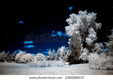 a tree in infrared light