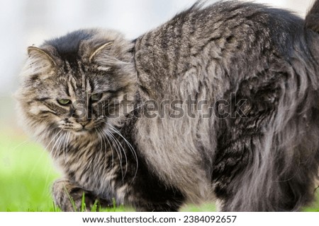 A stunning portrait of a Maine Coon cat, known for its majestic appearance and friendly nature. This high-resolution image captures the elegance and charm of this popular domestic breed