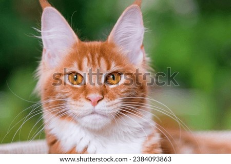 Experience the regal elegance of Maine Coon cats through these captivating stock images. With their striking appearance and majestic demeanor, Maine Coons are a breed apart