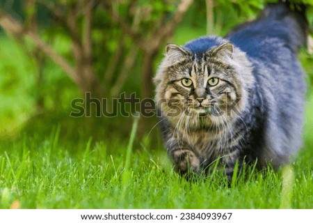Explore the world of the Maine Coon cat breed with these captivating images. These large, friendly, and gorgeous cats are known for their striking features and playful personalities.