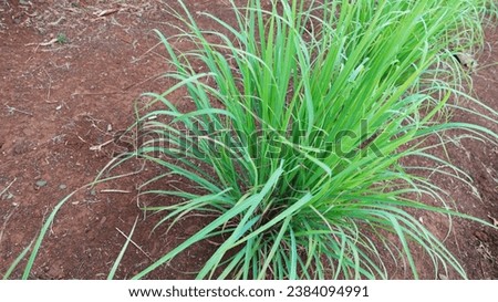 Photo of one third of the lemongrass plant or Cymbopogon citratus which is beneficial for health on a red soil background.
