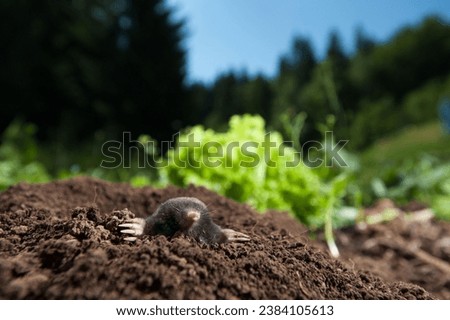 These images capture the lighter side of mole animal behavior, showcasing their playful antics and curious nature. Ideal for creative projects Royalty-Free Stock Photo #2384105613