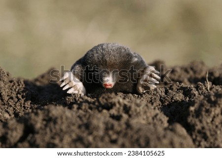 Mole animal images. From close-ups of these charming creatures in their natural habitat to playful mole interactions, our stock photos capture the beauty of moles in exquisite detail. Royalty-Free Stock Photo #2384105625